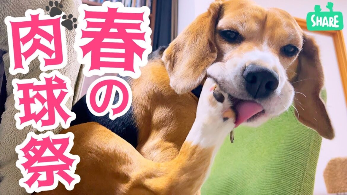 ビーグル犬　足に花粉を付けまくる！