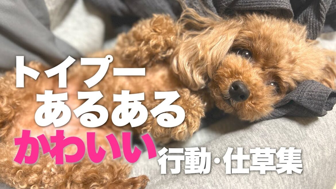 トイプードルあるある かわいい行動・仕草集        飼い主と愛犬にありがちな行動 【犬あるある】 トイプードルあるある かわいい行動・仕草集        飼い主と愛犬にありがちな行動 【犬あるある】
