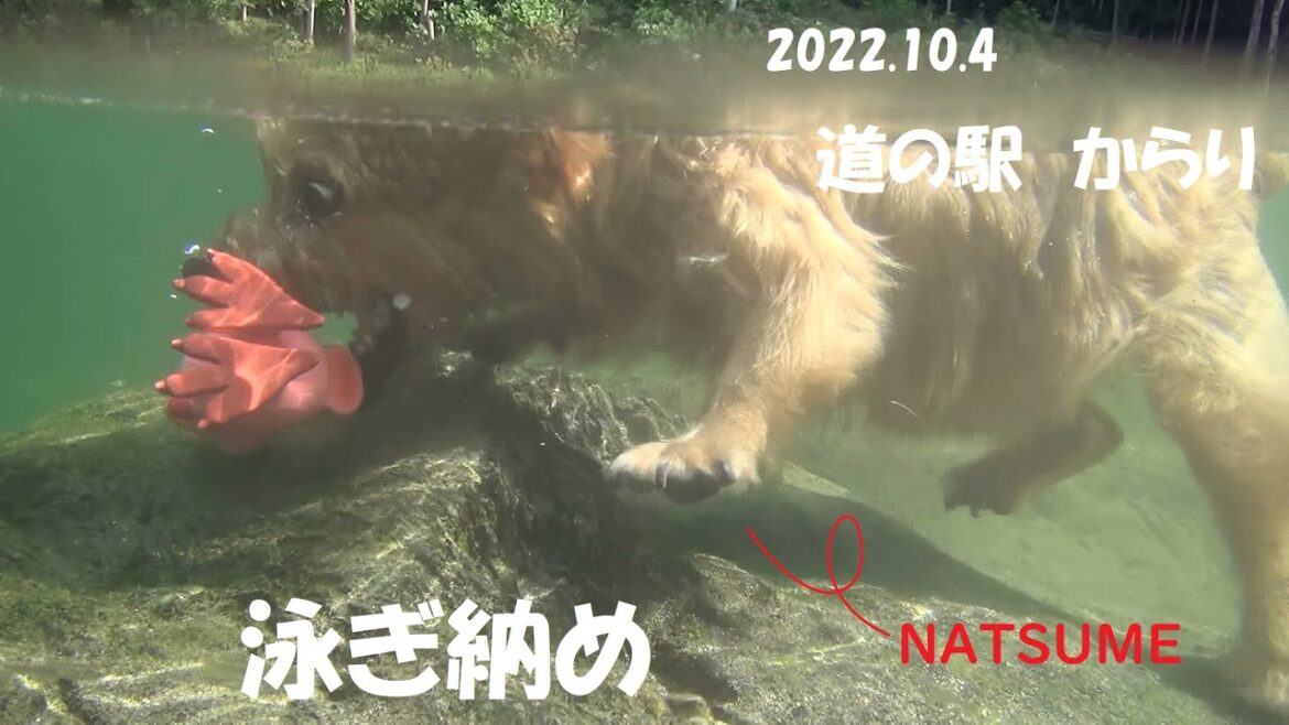 【ノーフォークテリア】2022泳ぎ納め