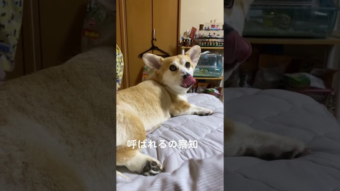 待ってる顔最高 #くきたん #コーギー #shorts