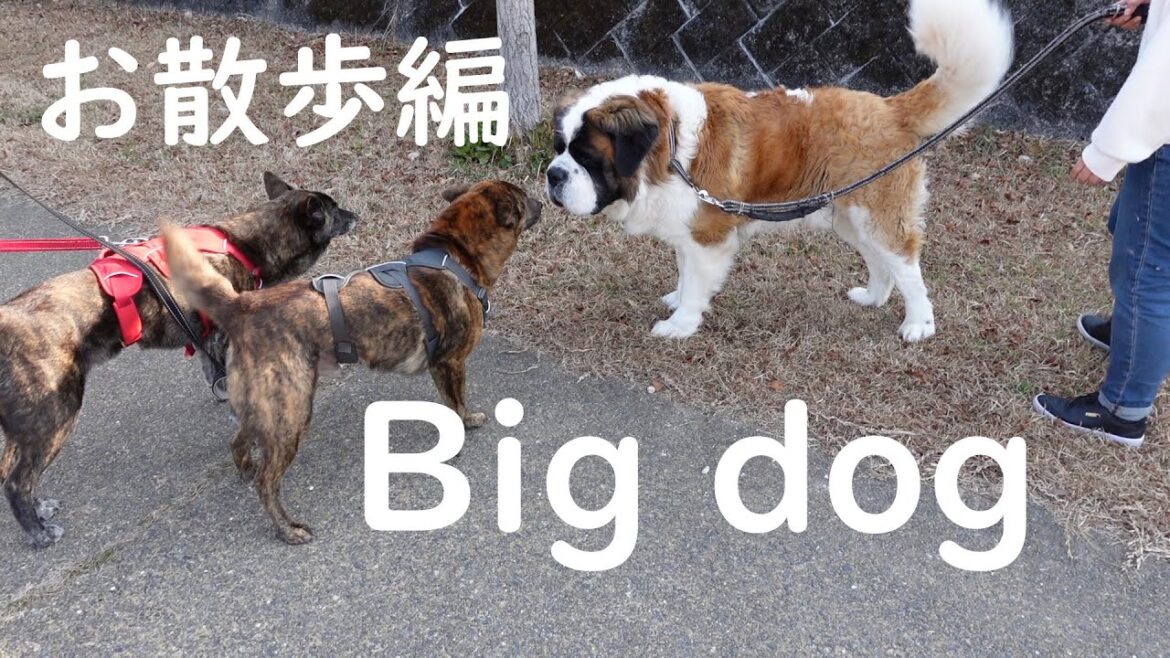 【お散歩編！】平凡なセントバーナードの日記　今日は近所を散歩しました。お友達にも会えて楽しそうでした。Today I took a walk around the neighborhood.