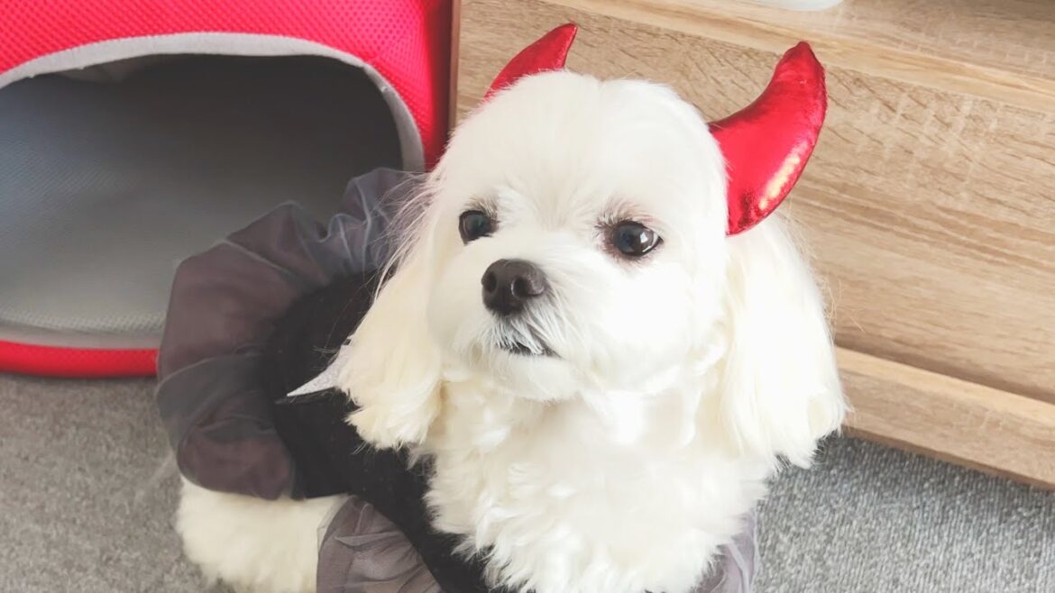 愛犬が悪魔になってしまいました…【マルチーズ】