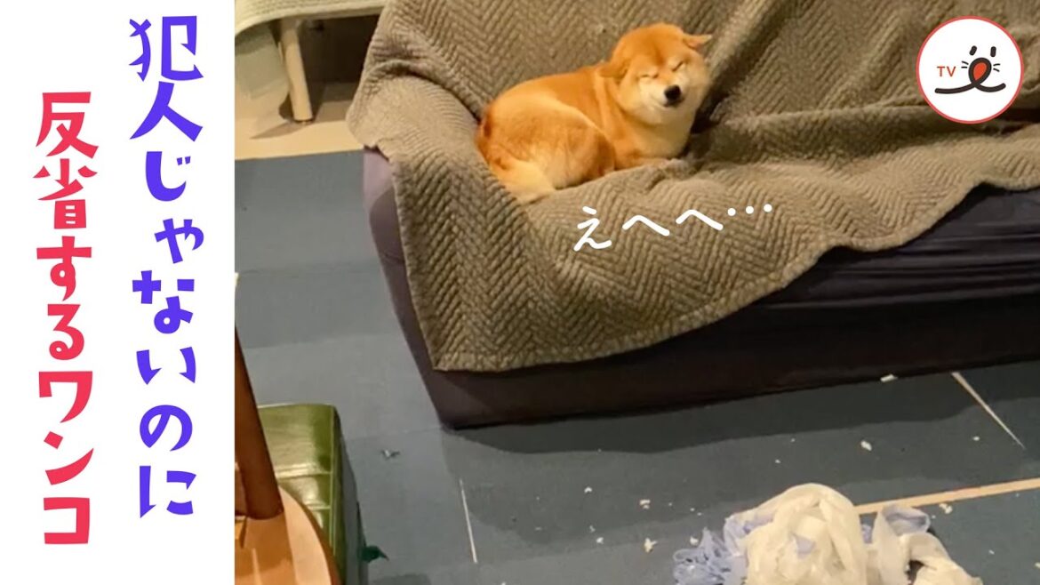 濡れ衣を着せられても笑顔で対応する柴犬が愛おしい｜PECO