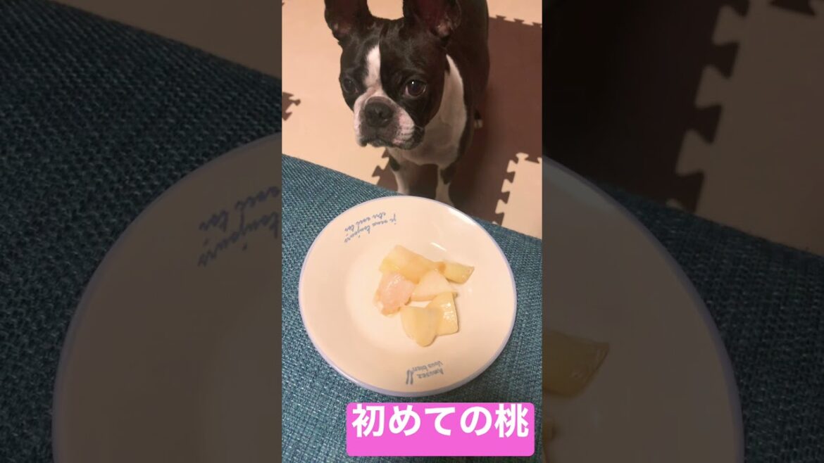 ボストンテリアのハム　初めての桃