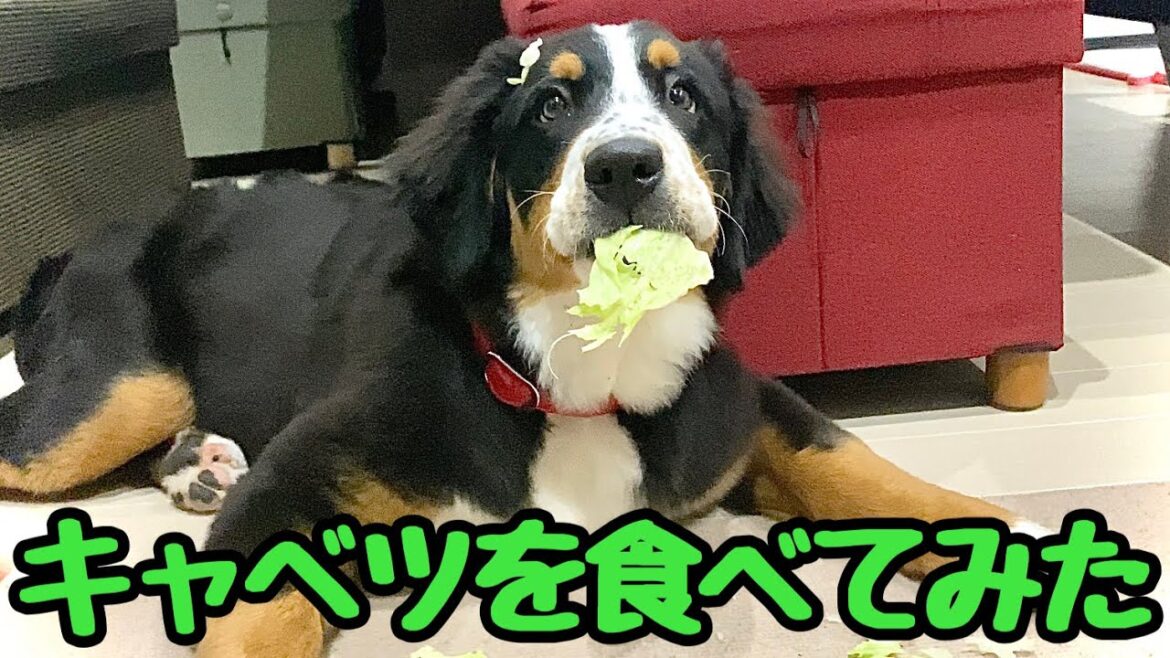キャベツの食べ方がひどいバーニーズマウンテンドッグ【大型犬】5ヶ月