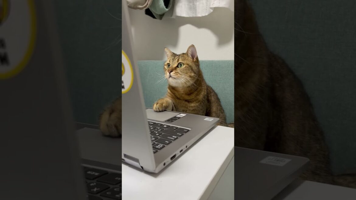 飼い主の代わりにしれっとリモート会議参加する猫１　#shorts