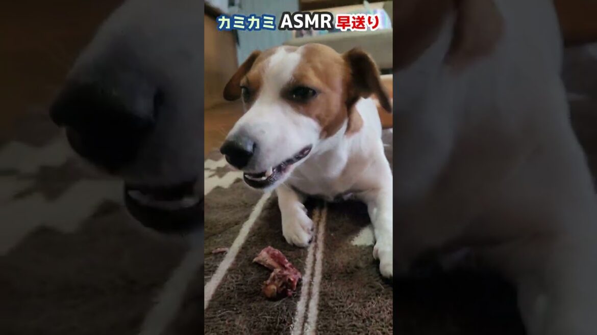リブボーンかじるだけ ASMR アゴすごい！#ジャックラッセルテリア🐶 #shorts