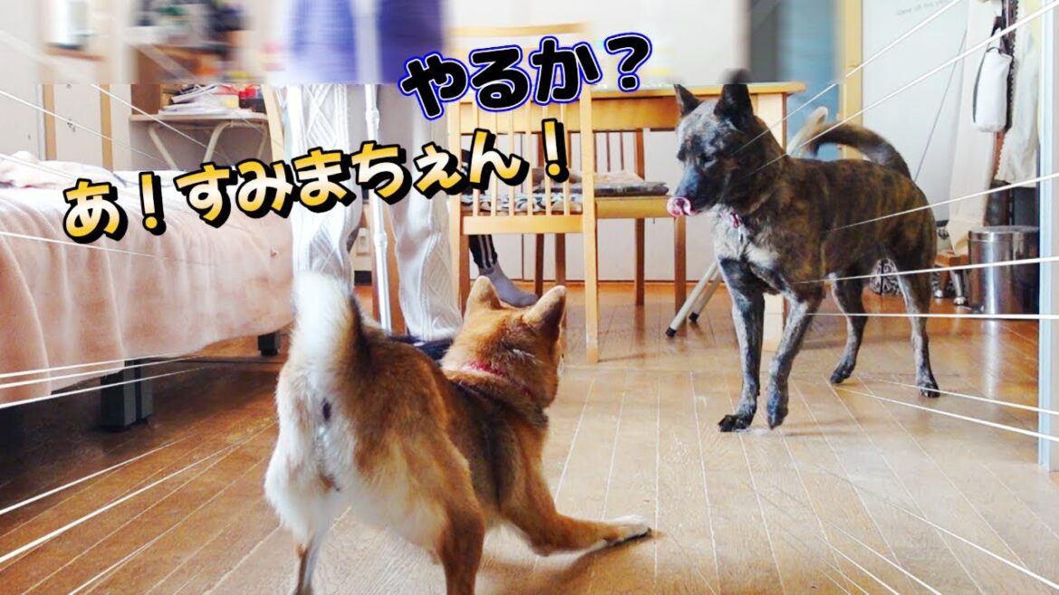 悪戯を止めに来た甲斐犬とそれにビビる柴犬【甲斐犬・柴犬】