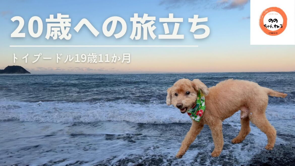 トイプードル20歳への旅立ち