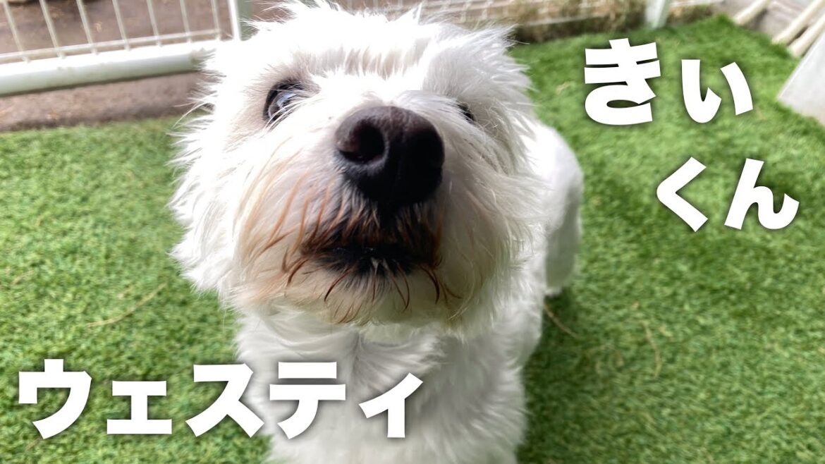 ウエスト・ハイランド・ホワイト・テリア　きぃくん【West Highland White Terrier】