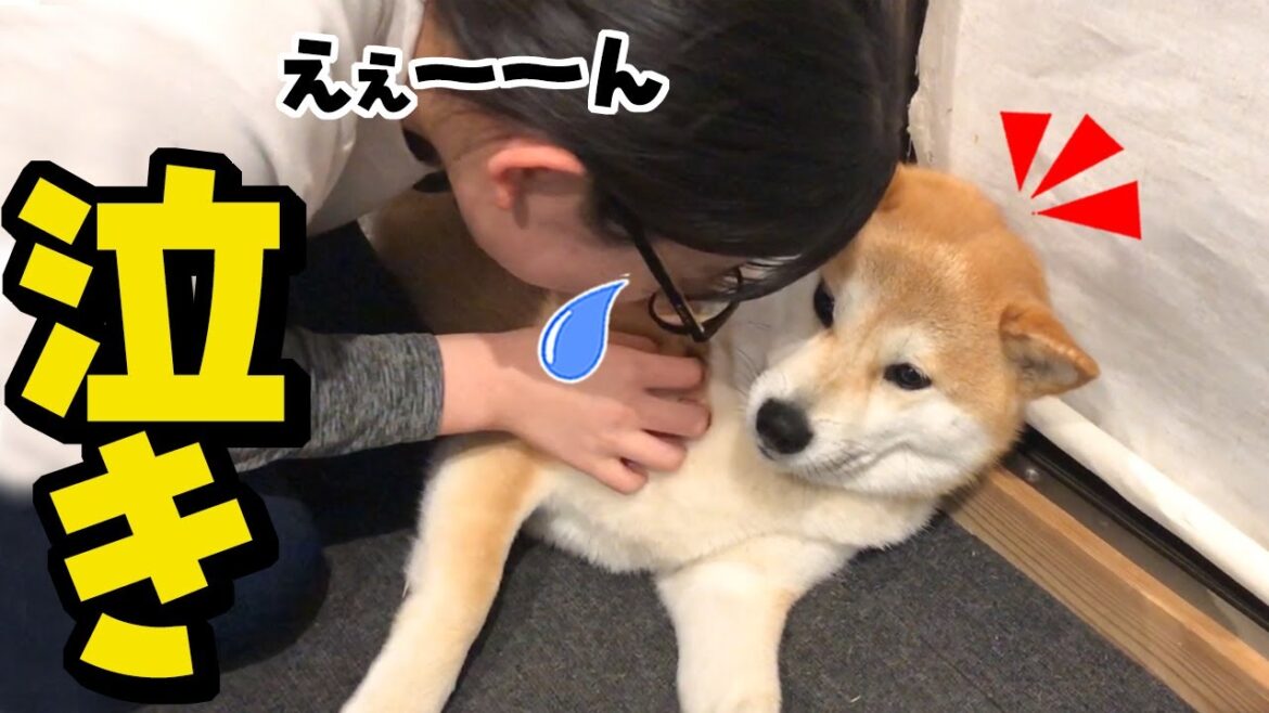 パパに怒られた娘が柴犬に泣きついた結果…