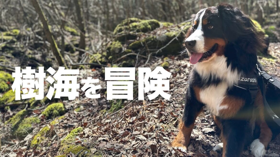 青木ヶ原樹海へバーニーズマウンテンドッグと行ってきました