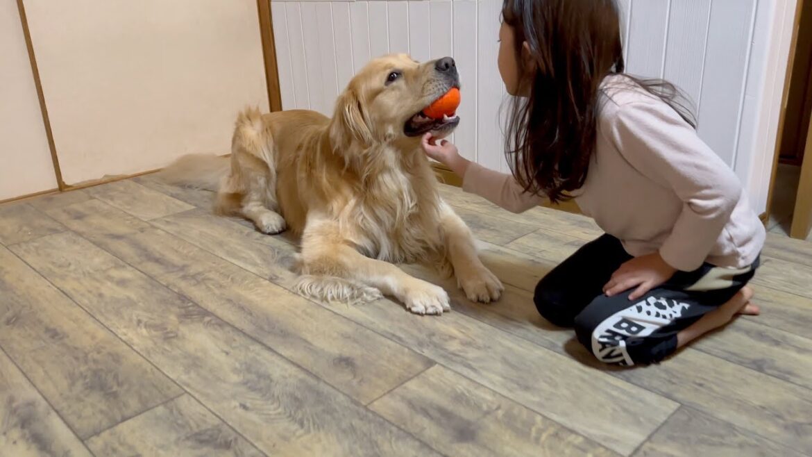 独り占めせずに、だんだん上手な遊び方を覚えてきたゴールデンレトリバー 独り占めせずに、だんだん上手な遊び方を覚えてきたゴールデンレトリバー