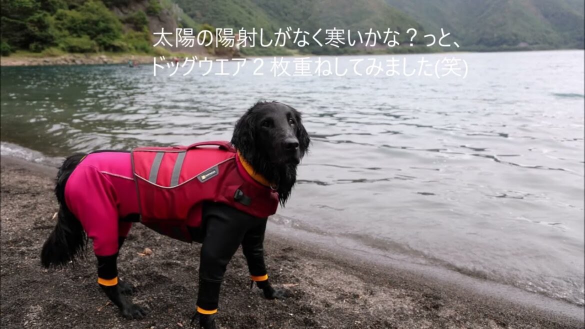 SUP大好きになったキャンディの記録(フラットコーテッドレトリバー12歳) SUP大好きになったキャンディの記録(フラットコーテッドレトリバー12歳)