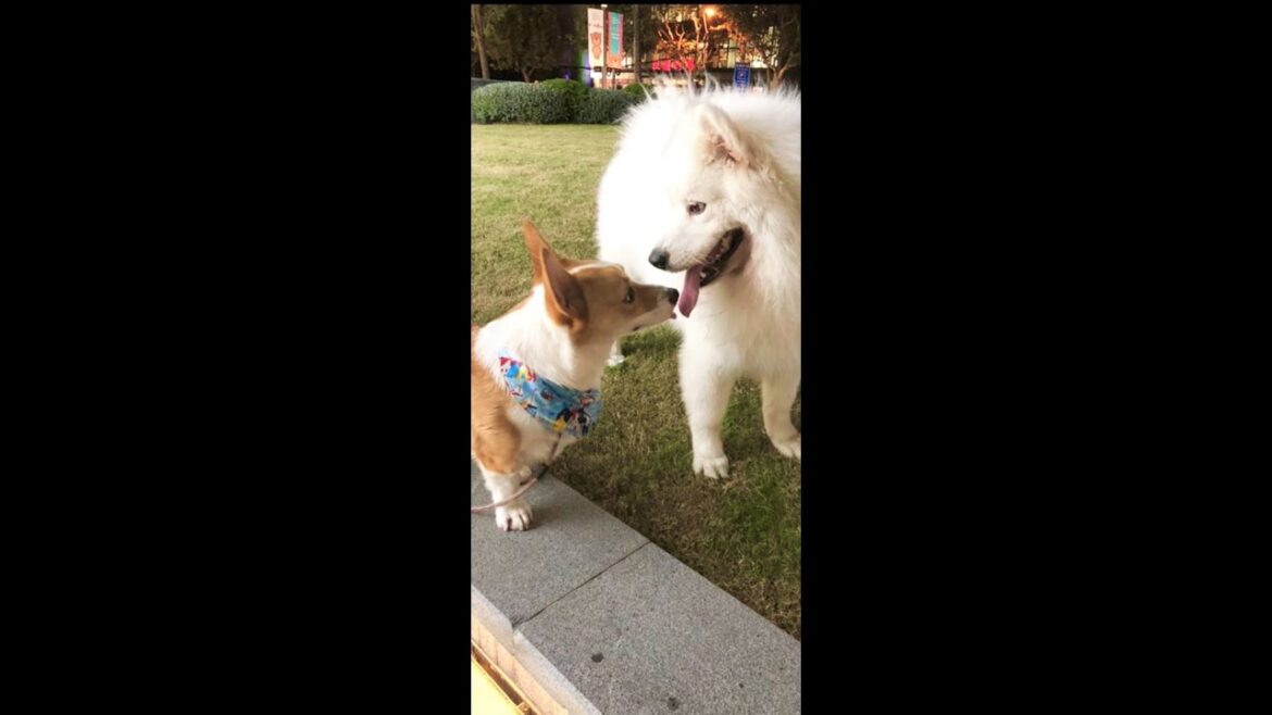 サモエド犬にレスリングの高速タックルで挑むコーギーさん　#youtubeshorts#Shorts The battle of Corgi and Samoyed dog.