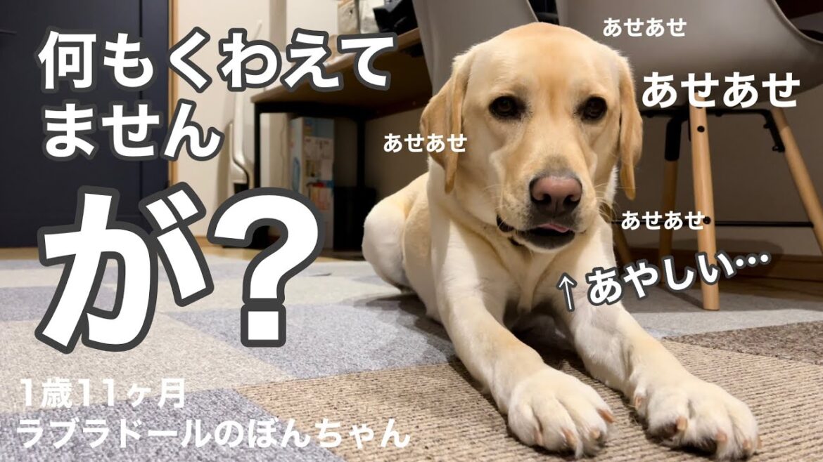 【ラブラドール#91】え？何もくわえてませんけどの表情で遊ぶラブラドールレトリバー labrador retriever 大型犬  ぼんちゃん　おもしろ　日常