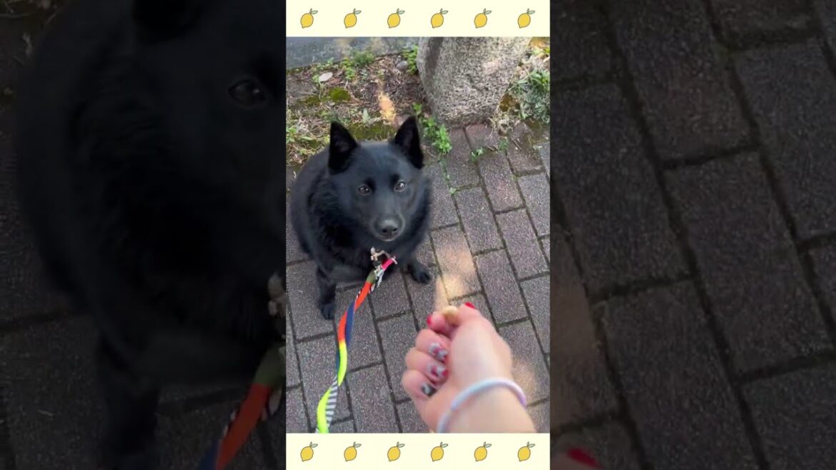 犬のようちえん・ほいくえん・お泊りトレーニング・スキッパーキ#犬のしつけ#shorts