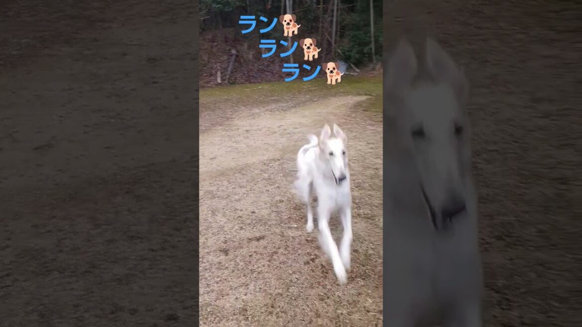 俊敏に動き回る ボルゾイ🐕💨💨💨😆A Borzoi that moves around agilely.