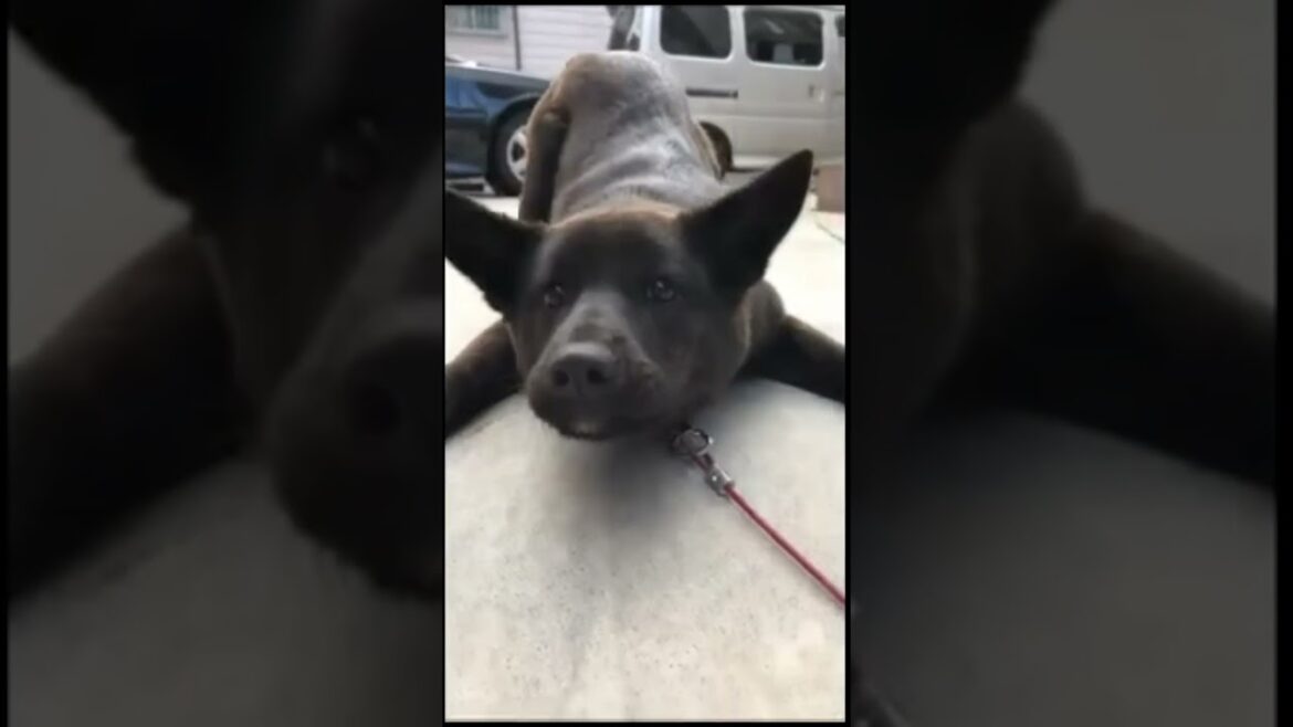 すばしっこさが出てきた甲斐犬 #shorts