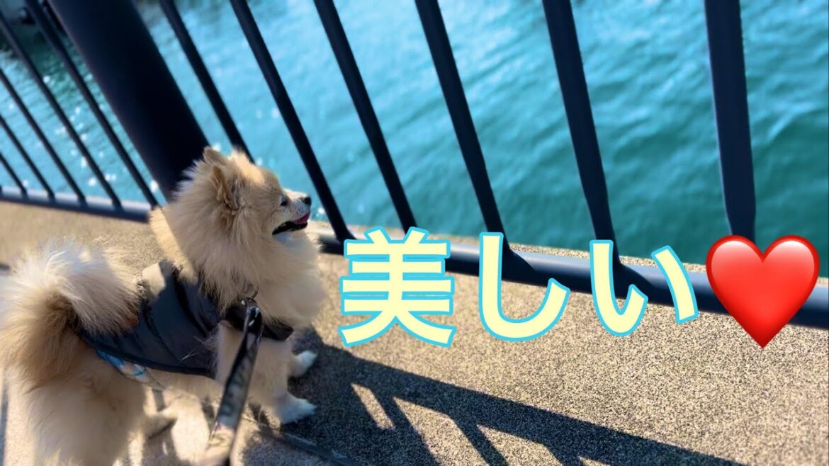 海を眺めるポメラニアン（ジョンべえ君）