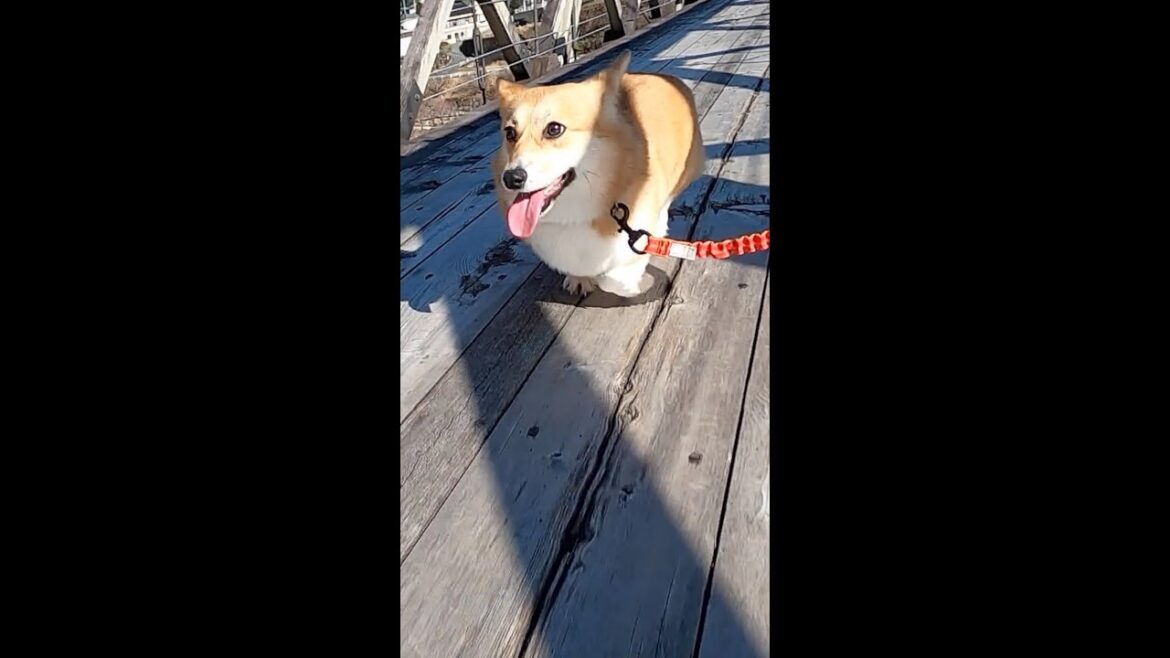 木の吊り橋を走るコーギー / corgi running on wooden suspension bridge #shorts
