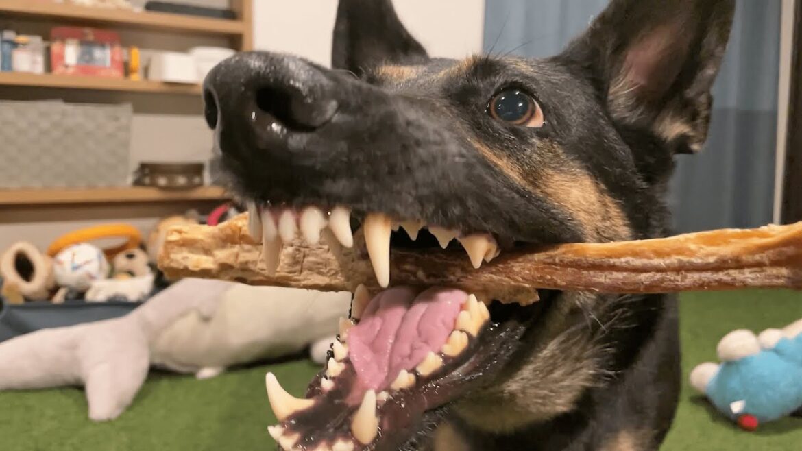 飼い主が愛犬の下僕になってしまう恐ろしいオヤツを発見しましたｗ【ジャーマンシェパード】