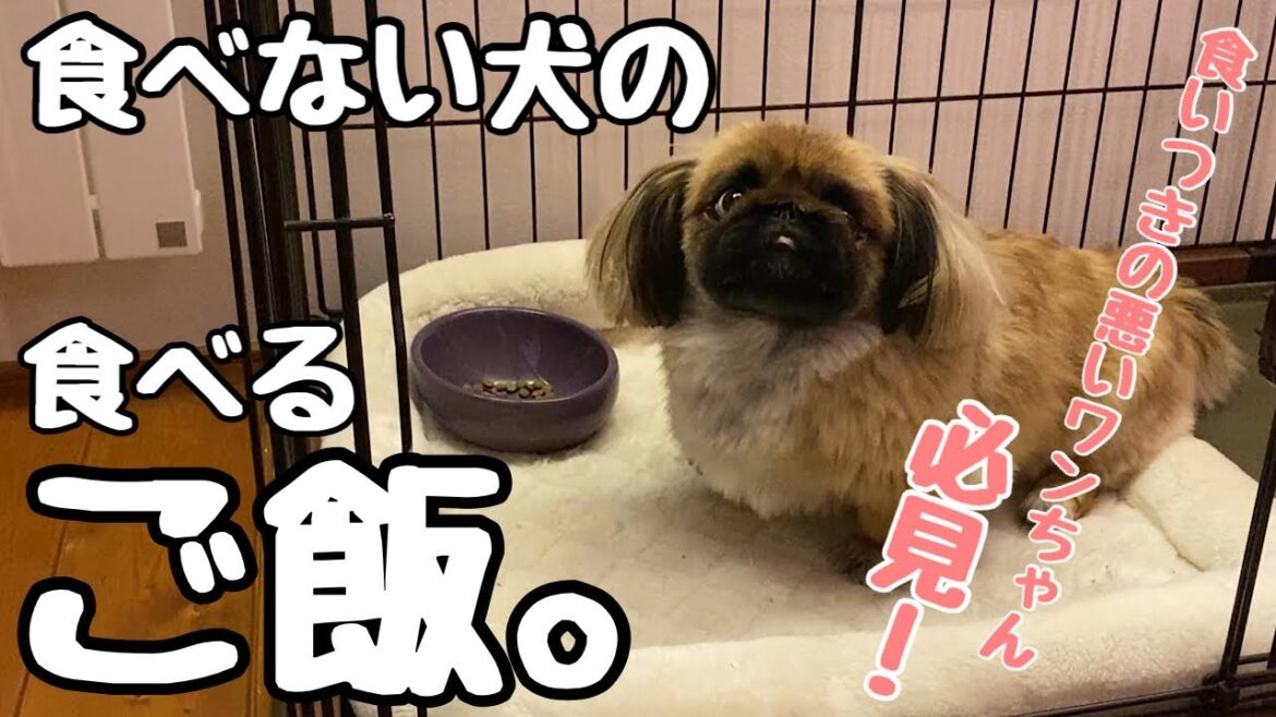 【ペキニーズ】食いつきが悪い犬のご飯決定版~もんじゃの場合。~ 【ペキニーズ】食いつきが悪い犬のご飯決定版~もんじゃの場合。~