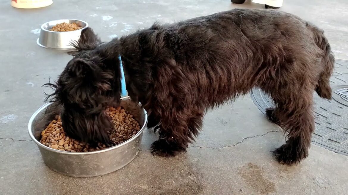 スコティッシュテリアのディーゼルくんのゴハンもぐもぐ動画 Scottish Terrier black male eating Video