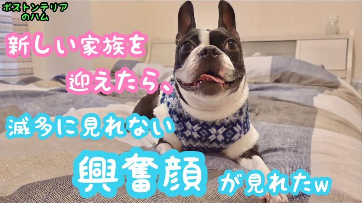 新しい家族に大興奮するボストンテリア