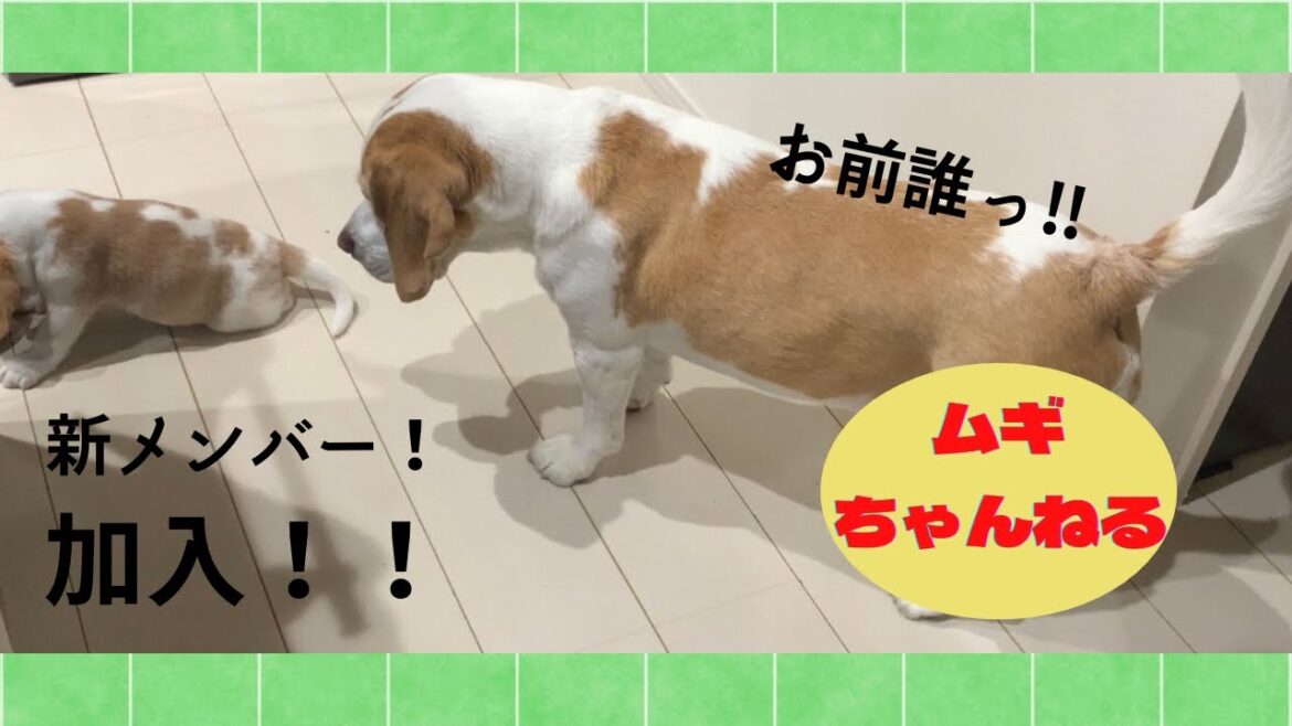 【ビーグル】我が家に新しい家族が増えました