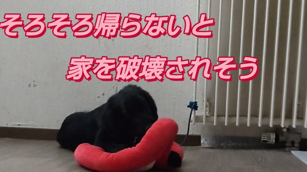 初めてのお留守番できるかな？ #フラットコーテッドレトリーバー #Flat-coated Retriever子犬ハル。