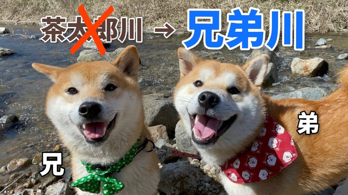 巨体柴犬兄弟で川遊びしたら最高に楽しすぎた！