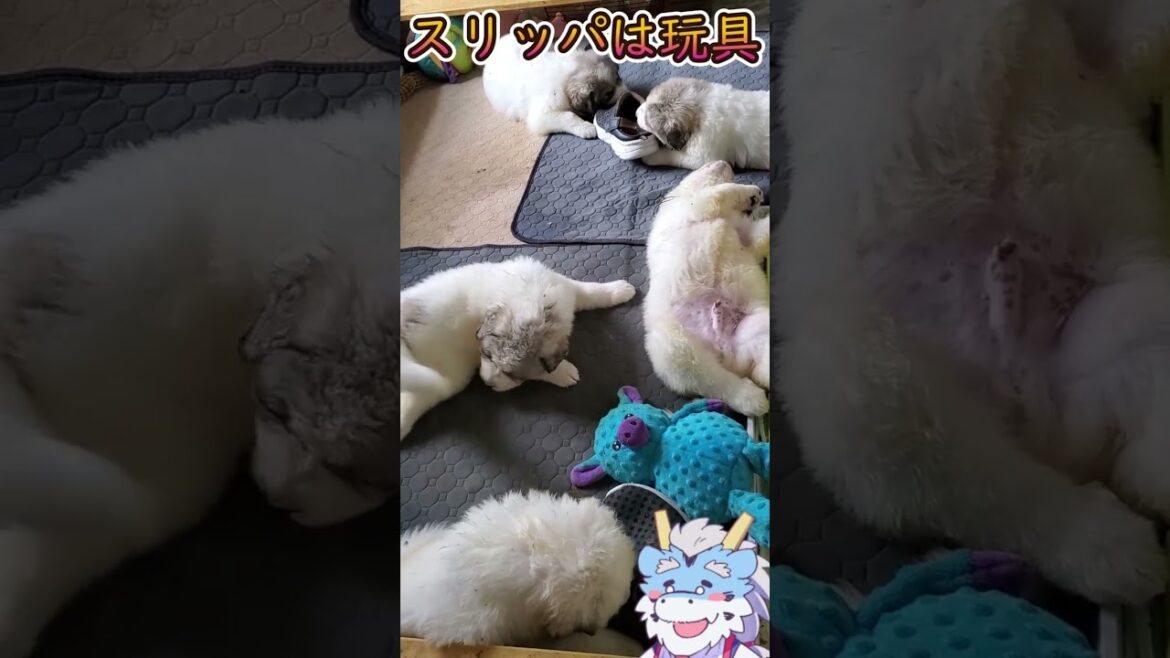 犬はどうして靴が好きなのか？#shorts #グレートピレニーズ #子犬