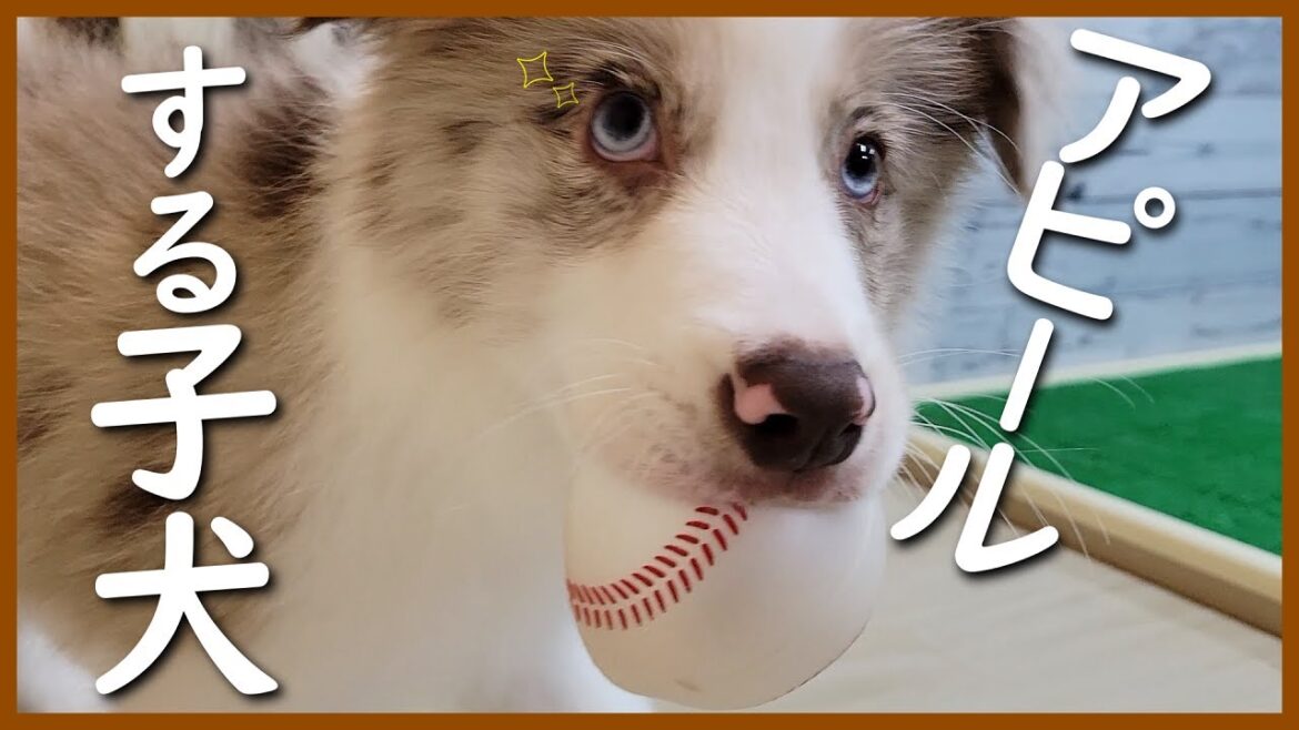 見せびらかす子犬がかわちぃ♪しつけはマニュアル通りいかない…【ボーダーコリー】