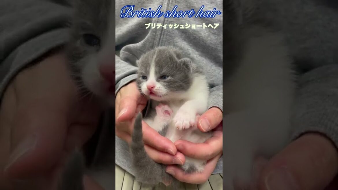 【ブリティッシュショートヘア子猫】ベイビーたち【kitten】#shorts