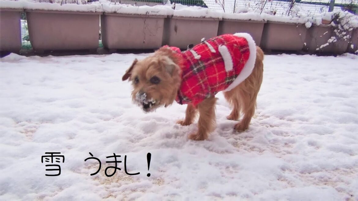 【ノーフォークテリア】大晦日