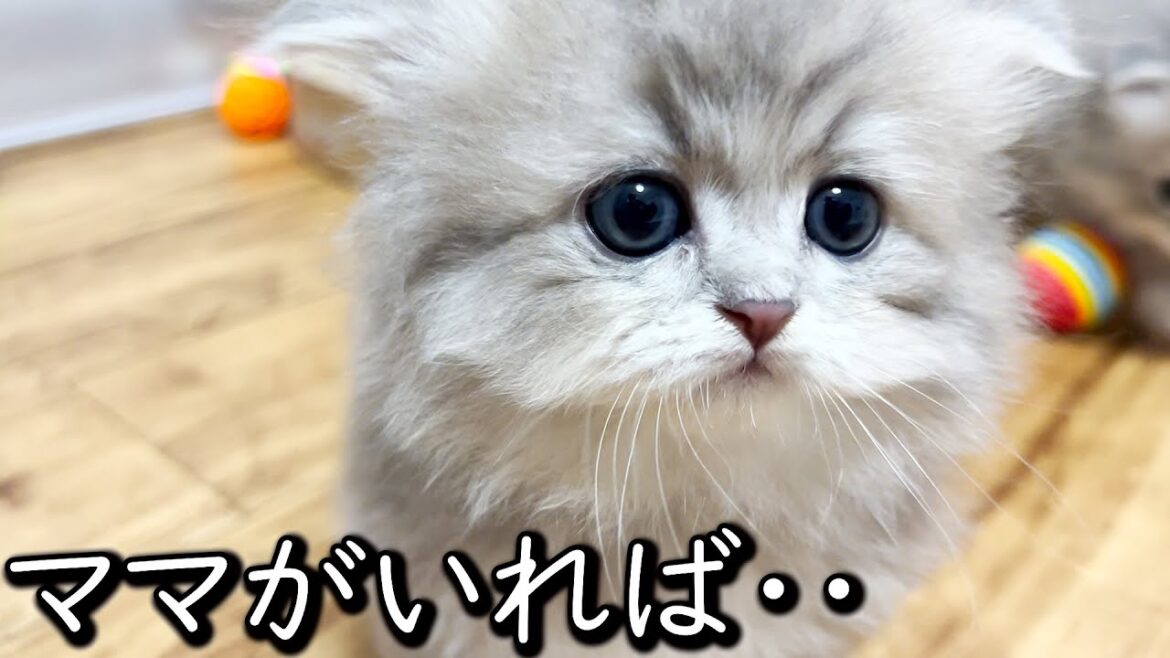 【ペルシャの子猫】ママがいれば皆群がって怖いものなしな件 ∼猫のいる生活Vol.660~ 出産動画 マンチカン短足・ミヌエット・ペルシャ猫専門ブリーダー『ペット蔵人』【子猫の成長記録】