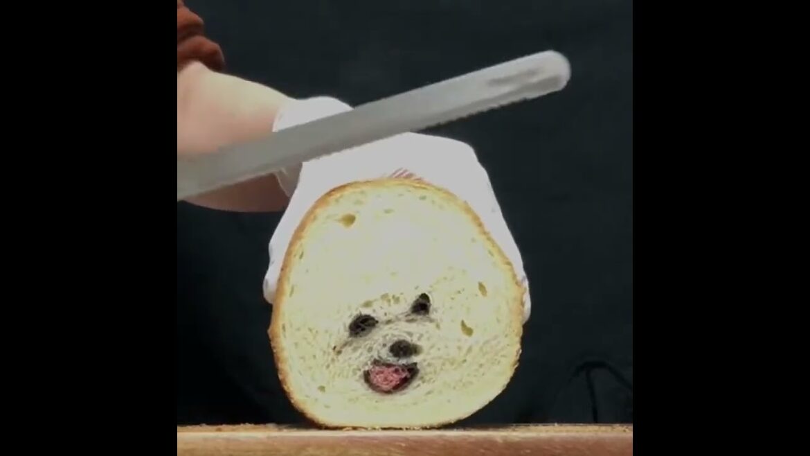 無限ビションフリーゼのパン🐶