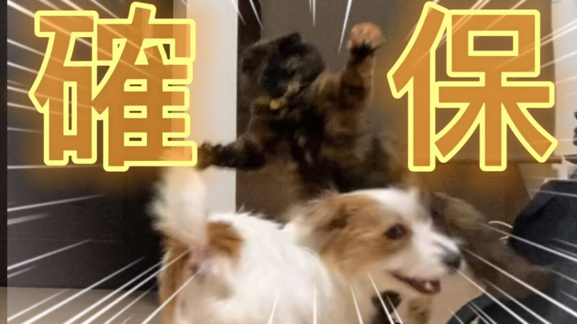 確保⁉︎暴走犬を取り締まる猫#ジャックラッセルテリア#dog#cat
