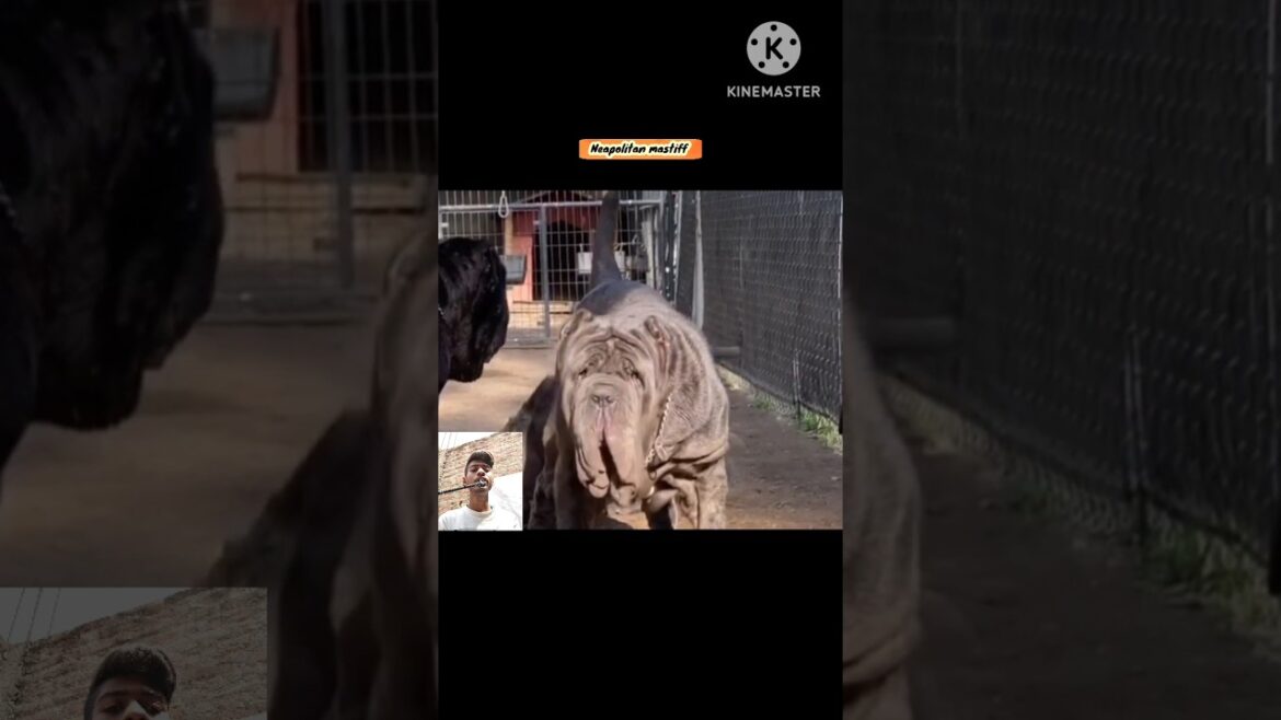 🔥 दुनिया का सबसे खतरनाक 😱 कुत्ता #shorts #ytshorts #dog #dogs #facts 🔥 दुनिया का सबसे खतरनाक 😱 कुत्ता #shorts #ytshorts #dog #dogs #facts