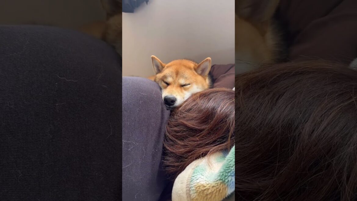 ママを枕にする柴犬てぃーだとまんざらでもないママ