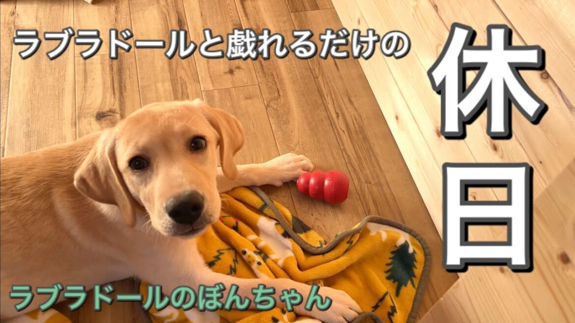 【ラブラドール#3】ラブラドールレトリバーのパピーと戯れるだけの休日　ラブラドールレトリーバー　5ヶ月　パピー　labrador retriever ぼんちゃん　まみキャンプ　大型犬　癒し　子犬