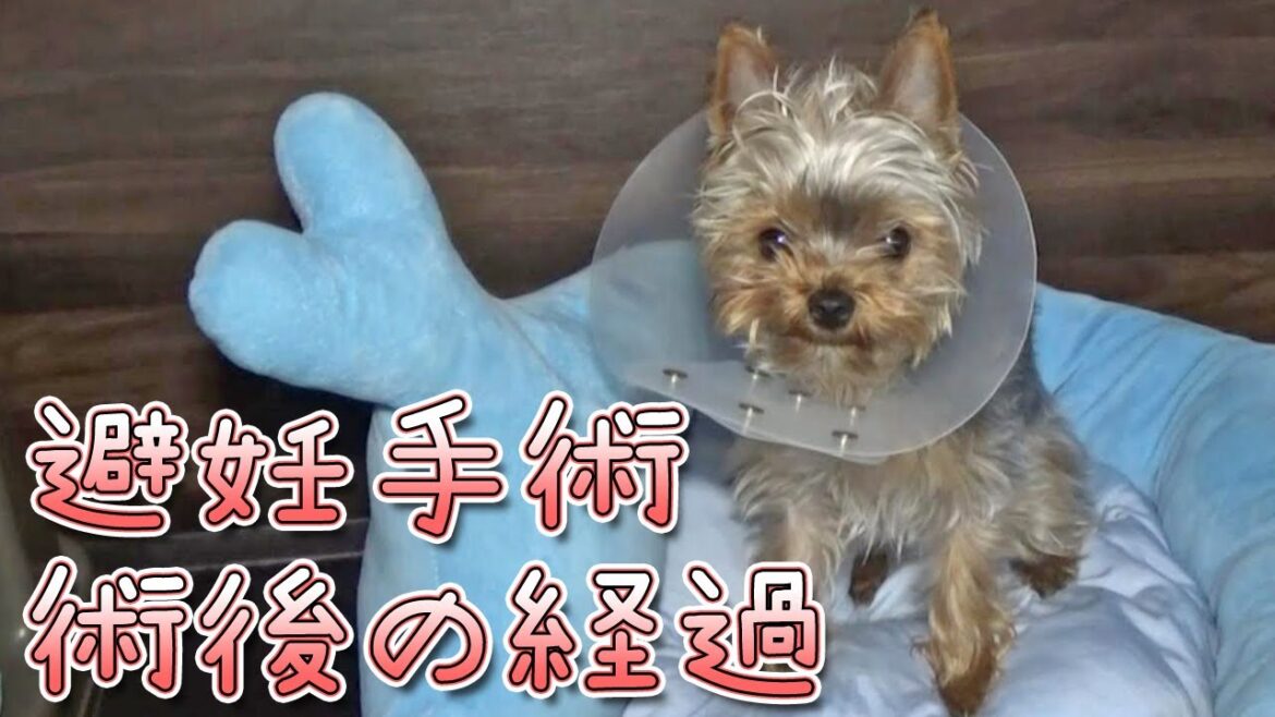 【ヨークシャテリア】避妊手術退院1日目【Yorkshire Terrier】