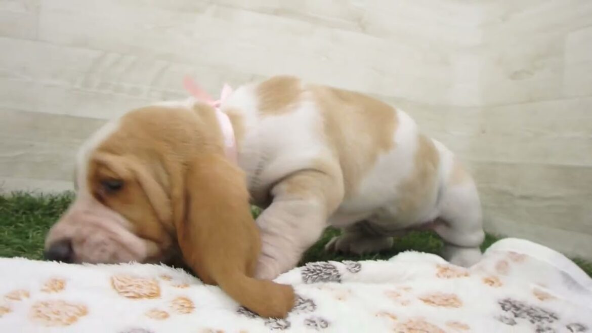 00622302 バセットハウンド