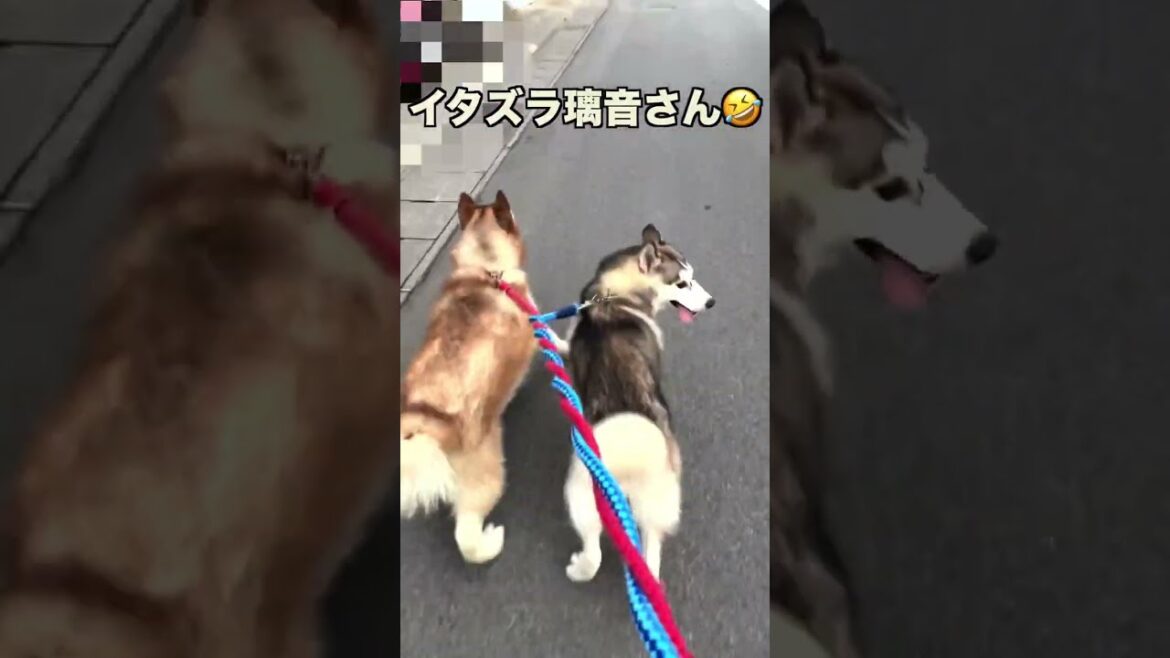 【シベリアンハスキー】イタズラ好きの0歳ハスキー犬😜 #Shorts