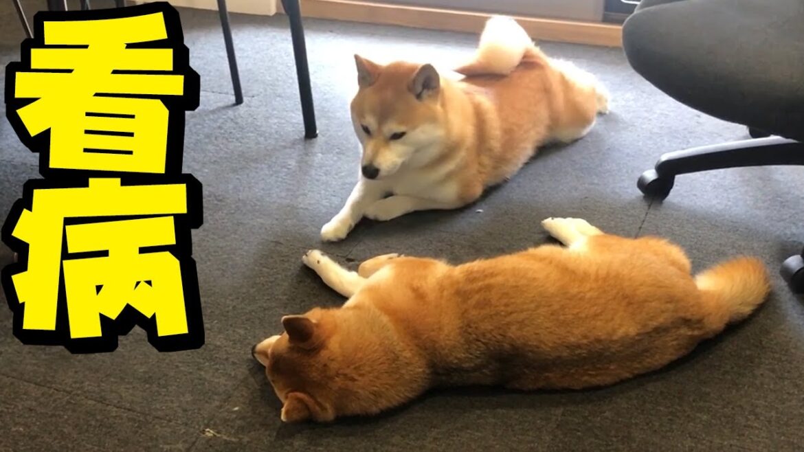 姉柴犬の病気が心配でそばを離れない妹柴犬が健気すぎました