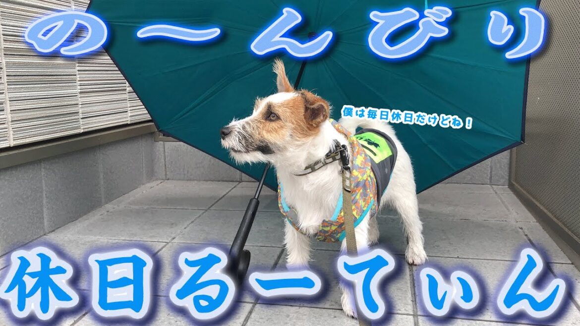 【自粛中】ジャックラッセルテリアの休日モーニングルーティン 【自粛中】ジャックラッセルテリアの休日モーニングルーティン