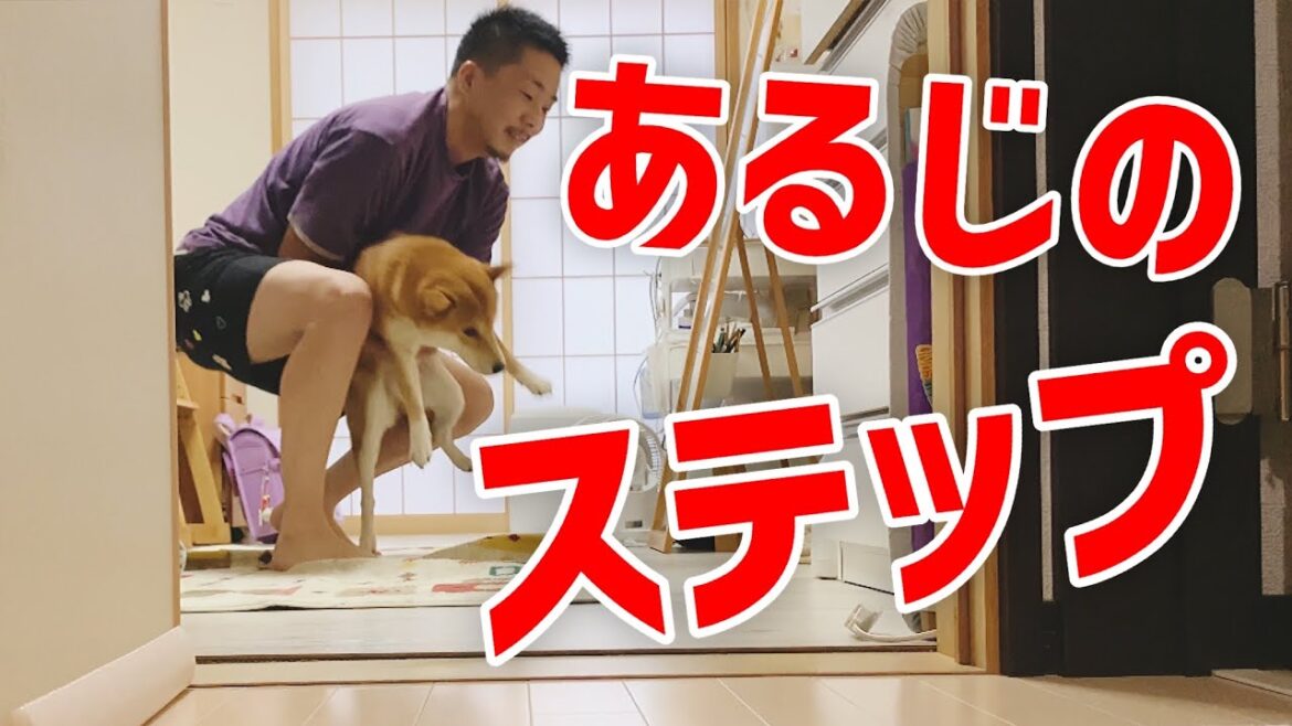 【柴犬こむぎ】ついに仲間入りした日の里山ジブリ【あるじのステップ】