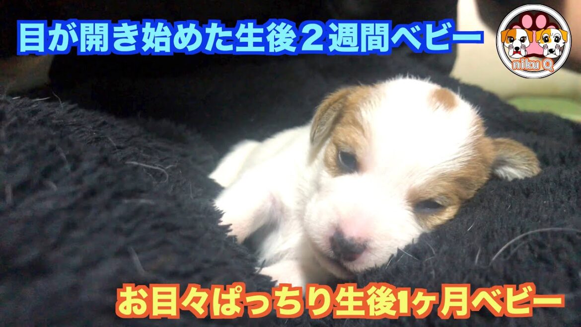 【ジャックラッセルテリア】２週間の違いはすごい！！目が開き始めた生後２週間ベビーとお目々ぱっちり生後1ヶ月ベビー！！「動物癒し動画」にくきゅう