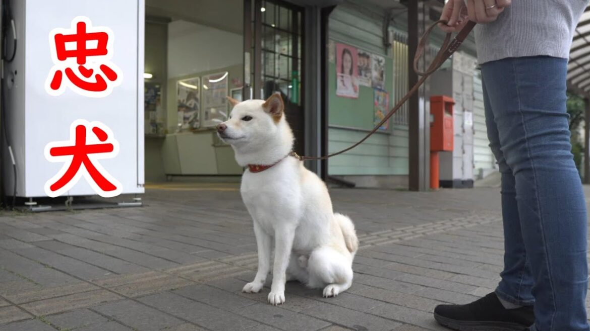 駅でお姉ちゃんの帰りを待つ柴犬が忠犬ハチ公みたいだった！【癒し】